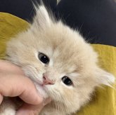 ミヌエット(長足)