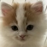 ミヌエット(長足)【広島県・男の子・2024年11月29日・レッド&ホワイト】の写真1