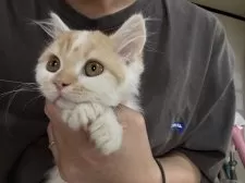 ミヌエット(長足)【広島県・男の子・2025年11月15日・レッドタビー&ホワイト】の写真2