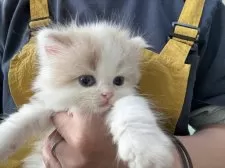 ミヌエット(長足)【広島県・男の子・2025年12月30日・ホワイト系/クリーム系】の写真5