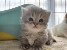 ミヌエット(短足)【広島県・女の子・2026年1月22日・ブルータビー&クリーム】の写真6