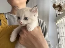 ラグドール【広島県・男の子・2025年10月6日・シールリンクスポイントバイカラー】の写真6