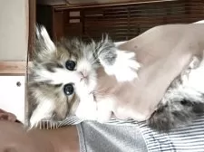 ミヌエット(長足)【広島県・男の子・2025年5月3日・ブラウンタビー&ホワイト】の写真7