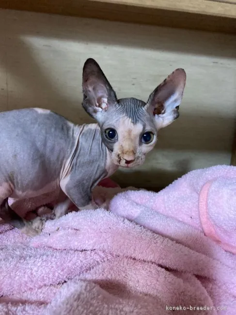 ID：2106-00026の子猫