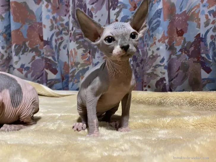 ID：2011-01772の子猫