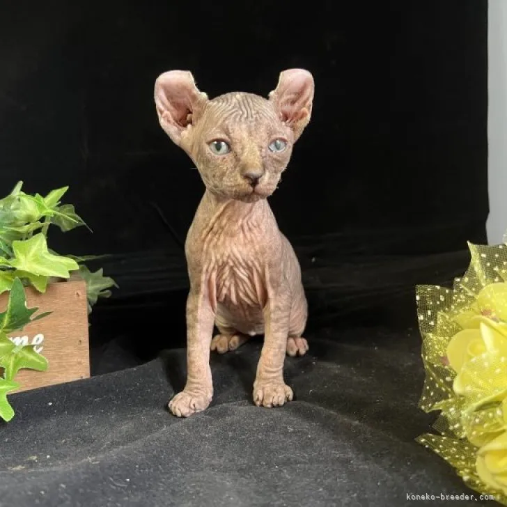 ID：2307-01023の子猫