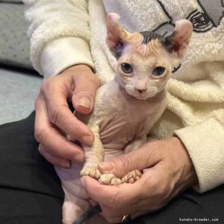 エルフキャット【徳島県・女の子・2025年9月20日・キャリコ】の写真1