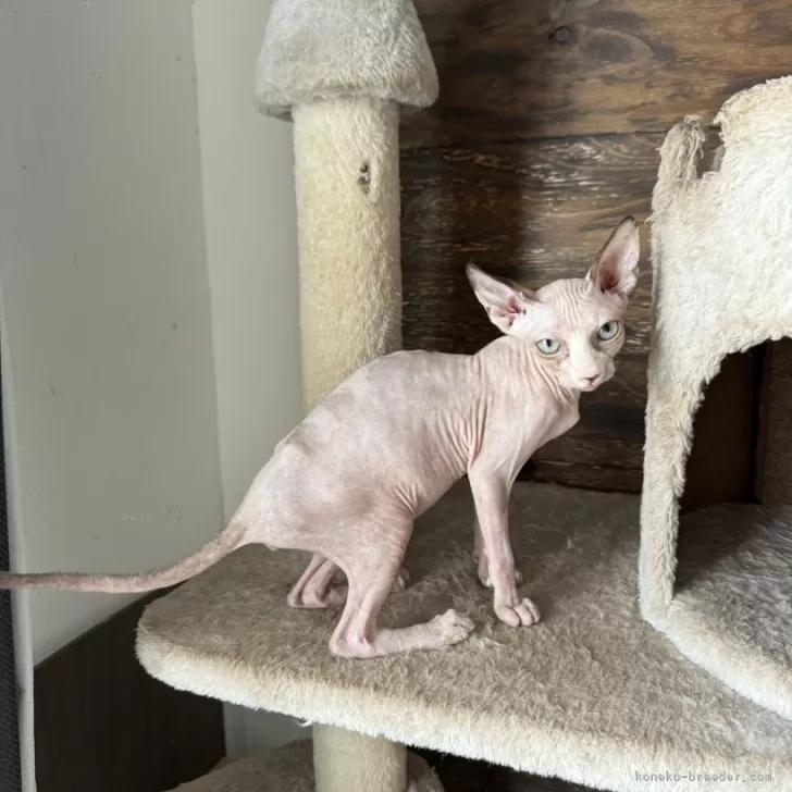 スフィンクス【徳島県・女の子・2025年6月13日・キャリコ】の写真1