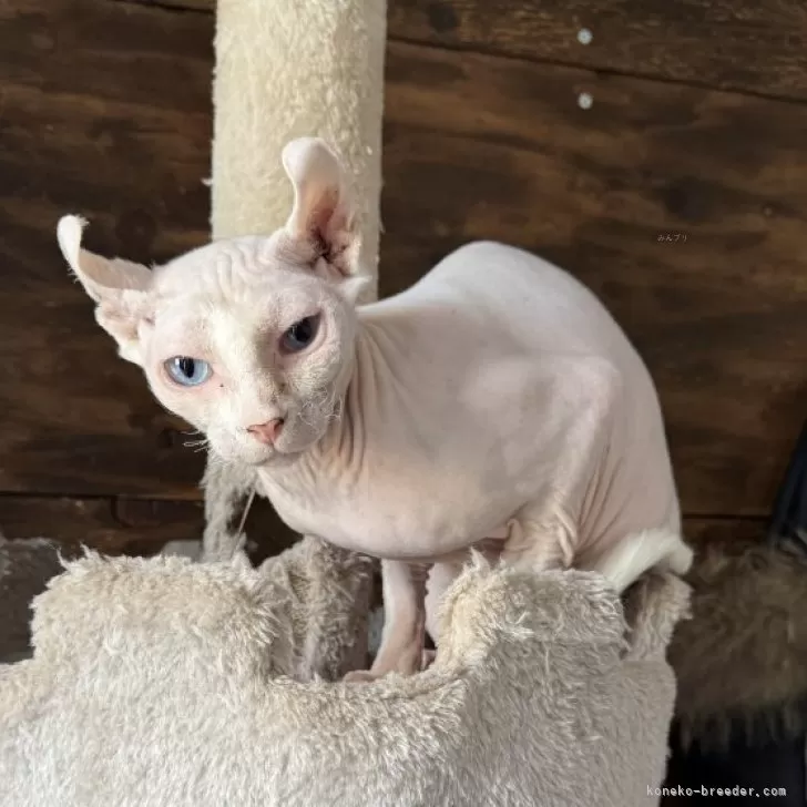 ID:2405-03093の子猫