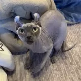 エルフキャット