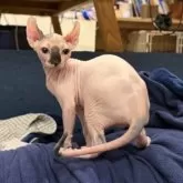 エルフキャット【徳島県・女の子・2025年8月16日・キャリコ】の写真4