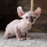 エルフキャット【徳島県・女の子・2025年8月16日・キャリコ】の写真6