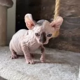 エルフキャット【徳島県・女の子・2025年8月16日・キャリコ】の写真7