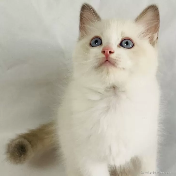 ID:2407-03036の子猫
