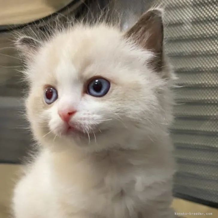 ID:2306-03063の子猫