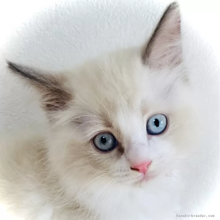 ID：2407-02402の子猫