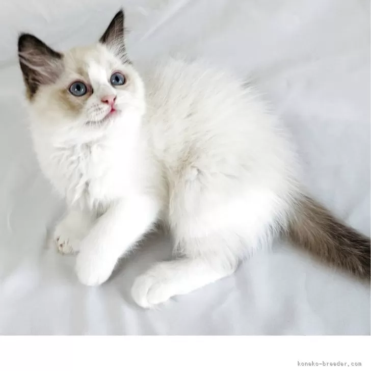 ID:2503-02015の子猫