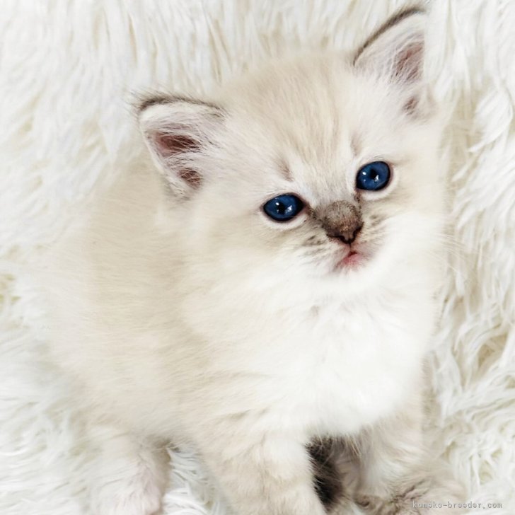 ラグドール【京都府・女の子・2025年7月18日・ブルーリンクス