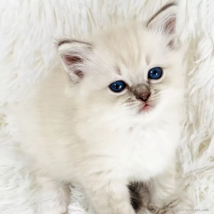 ID:2508-03230の子猫