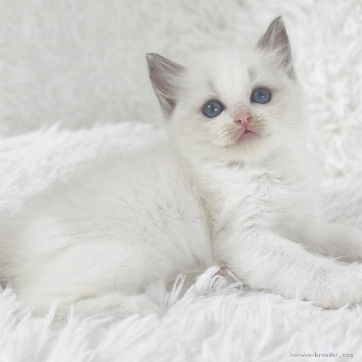 【カラーと香りが選べる】魅惑のねこちゃん【オーダーページ】@1250円+送料 ZEESEA アイシャドウ ズーシー 名入れ可能 正規品 動物シリーズ