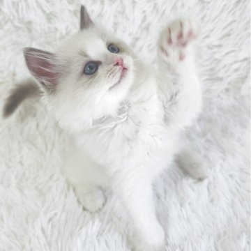 ラグドール【京都府・女の子・2025年9月7日・ブルーポイントバイカラー（ふわふわあかちゃんぽっぽ毛🤭）】の写真「宝石のような青い瞳のお姫様💕あかちゃんぽっぽ毛団」