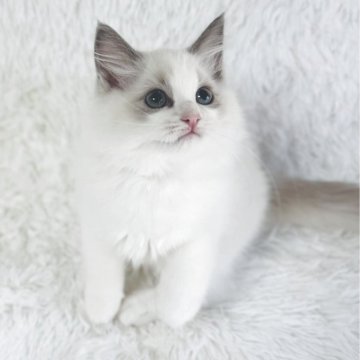 ラグドール【京都府・女の子・2025年9月7日・ブルーポイントバイカラー（ふわふわあかちゃんぽっぽ毛🤭）】の写真「抱っこでとろける青い目の天使💕赤ちゃんぽっぽ毛団」