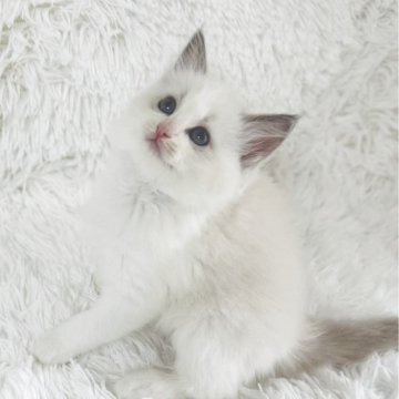 ラグドール【京都府・女の子・2025年9月7日・ブルーポイントバイカラー（ふわふわあかちゃんぽっぽ毛🤭）】の写真「抱っこでとろける青い目の天使💕赤ちゃんぽっぽ毛団」