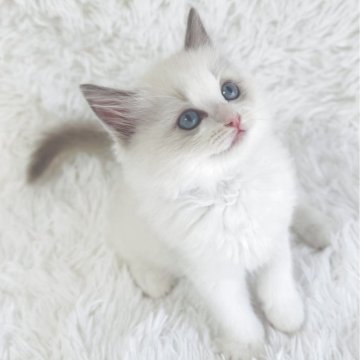 ラグドール【京都府・女の子・2025年9月7日・ブルーポイントバイカラー（ふわふわあかちゃんぽっぽ毛🤭）】の写真「宝石のような青い瞳のお姫様💕あかちゃんぽっぽ毛団」