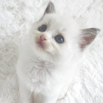 ラグドール【京都府・女の子・2025年9月7日・ブルーポイントバイカラー（ふわふわ赤ちゃんぽっぽ毛）】の写真「気品と甘さ、夢見る青い瞳の赤ちゃんぽっぽ毛団💕」