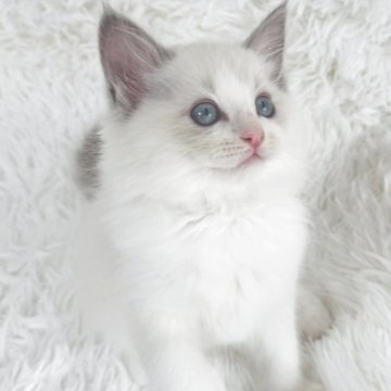 ラグドール【京都府・男の子・2025年9月7日・ブルーポイントバイカラー（ふわふわ赤ちゃんぽっぽ毛）】の写真「ふわふわの癒やし担当🫶🏻赤ちゃんぽっぽ毛団🤭」