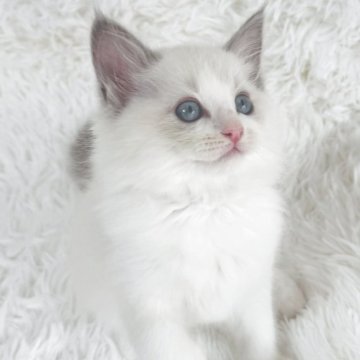 ラグドール【京都府・男の子・2025年9月7日・ブルーポイントバイカラー（ふわふわ赤ちゃんぽっぽ毛）】の写真「ふわふわの癒やし担当🫶🏻赤ちゃんぽっぽ毛団🤭」