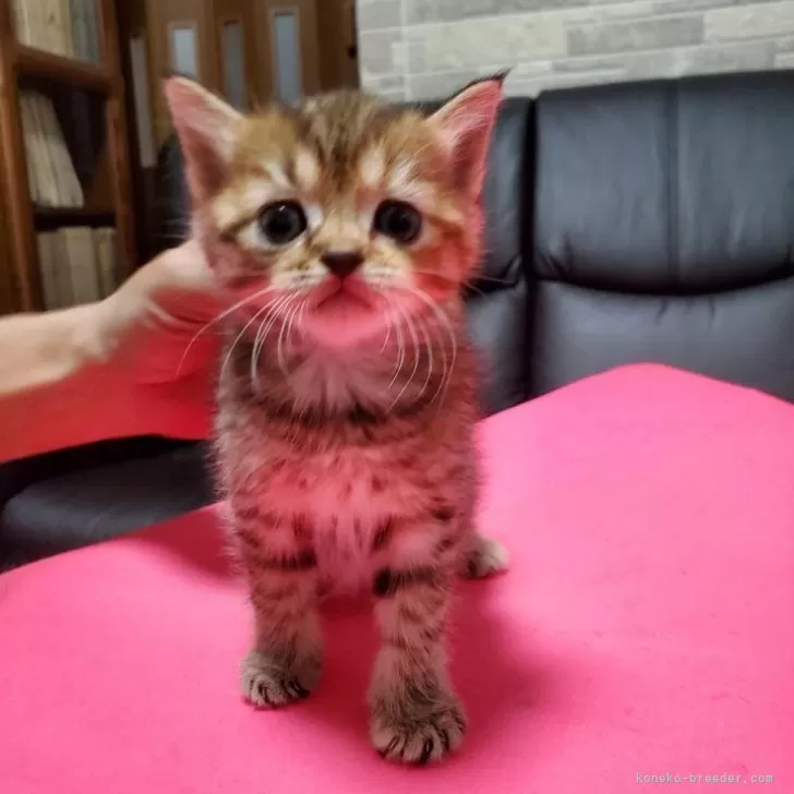 ID:2406-03674の子猫
