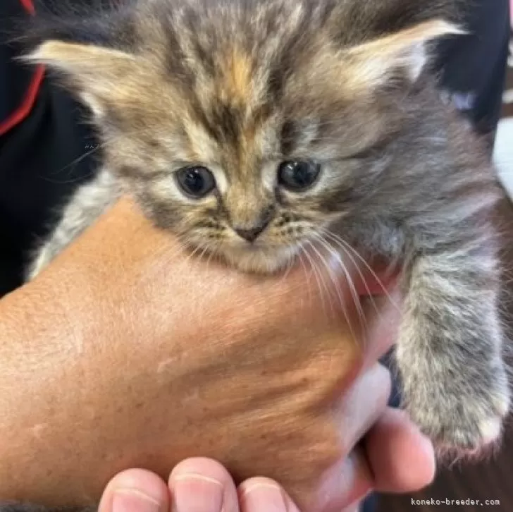 ミヌエット(長足)【栃木県・女の子・2024年10月12日・ブラウンタビー】の写真1