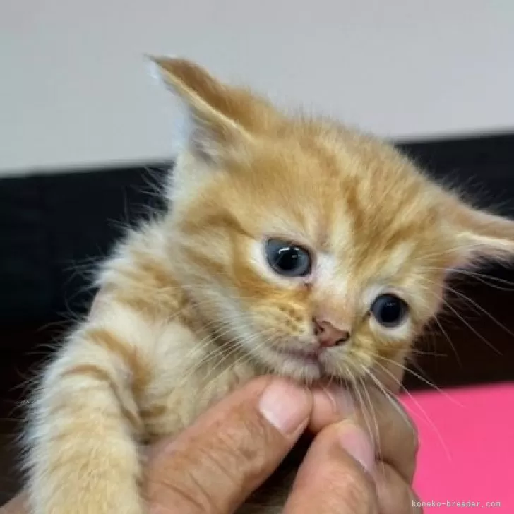 ID：2411-00813の子猫