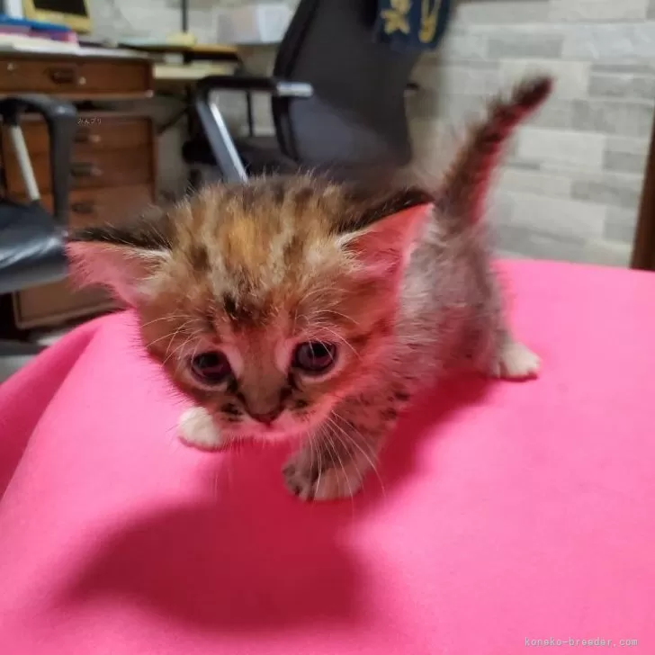 ID:2406-03675の子猫