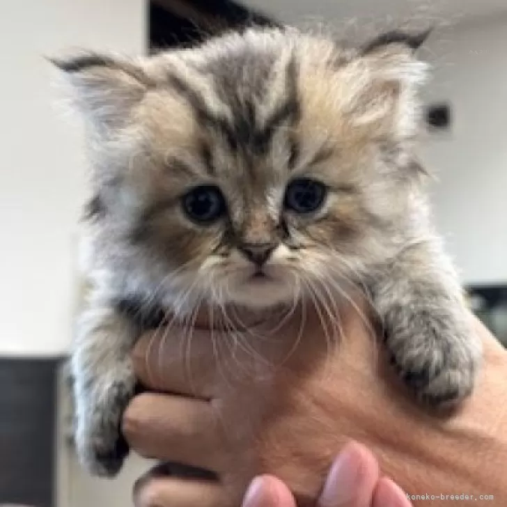 ID：2508-02877の子猫