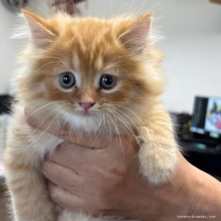 ID：2508-01844の子猫