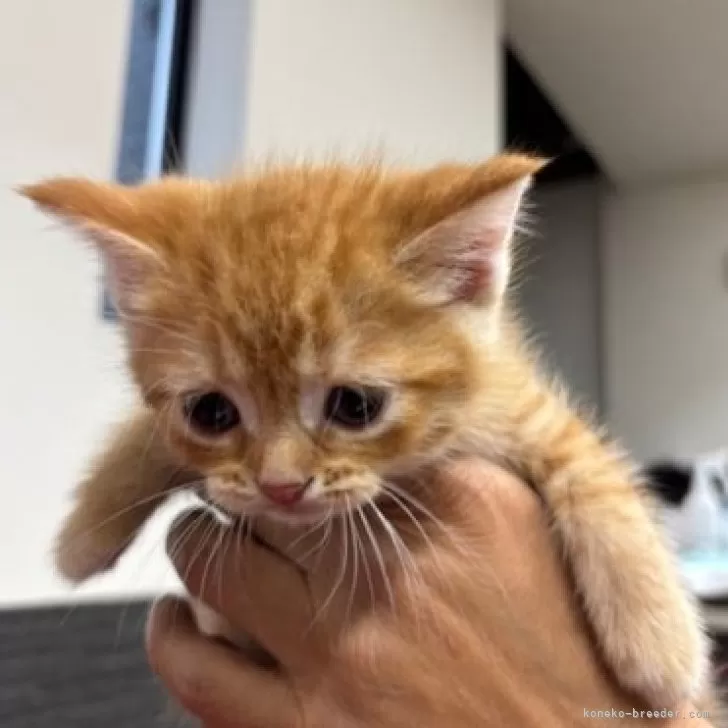 ID：2504-01195の子猫