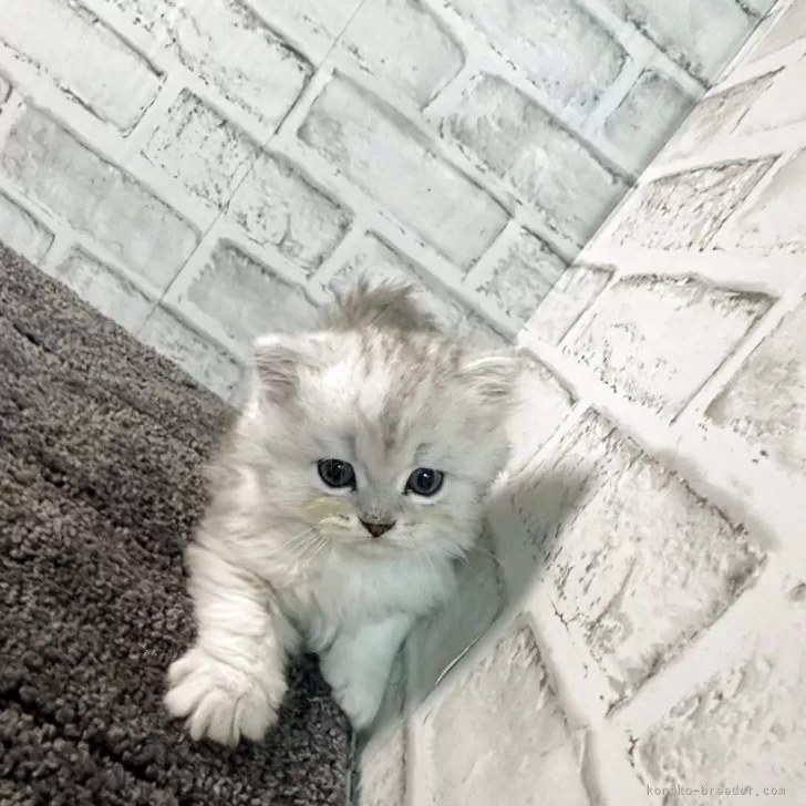 ID：2506-03005の子猫