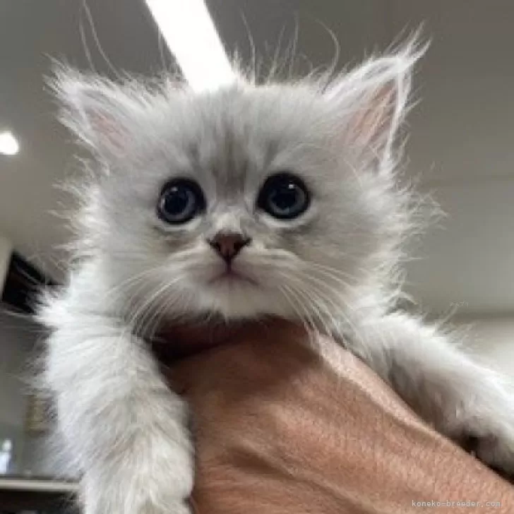 A.T 様のお迎えした子猫