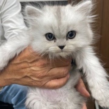 ミヌエット(長足)【栃木県・男の子・2025年9月12日・シェーデットシルバー（長毛）】の写真「長毛の可愛い男の子です」