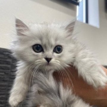 ミヌエット(短足)【栃木県・女の子・2025年9月11日・チンチラシルバー（長毛）】の写真「長毛の可愛い女の子です」