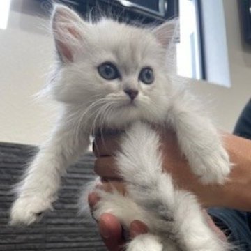 ミヌエット(長足)【栃木県・女の子・2025年9月11日・チンチラシルバー（長毛）】の写真「長毛の可愛い女の子です」