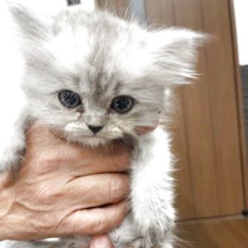 ミヌエット(短足)【栃木県・女の子・2025年9月12日・シェーデットシルバー（長毛）】の写真「短毛の可愛い女の子です」