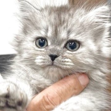 ミヌエット(短足)【栃木県・女の子・2025年9月12日・シェーデットシルバー】の写真「長毛の可愛い女の子です」