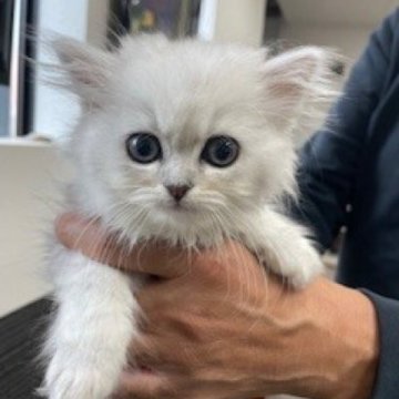 ミヌエット(長足)【栃木県・女の子・2025年9月11日・チンチラシルバー（長毛）】の写真「長毛の可愛い女の子です」