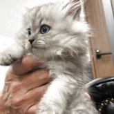 ミヌエット(短足)