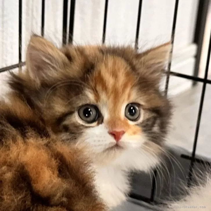 ID:2508-01987の子猫