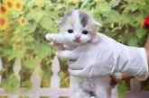 スコティッシュフォールド(立ち耳)【北海道・女の子・2025年8月3日・キャリコ】の写真2