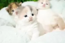 スコティッシュフォールド(立ち耳)【北海道・女の子・2025年8月3日・ダイリュートキャリコ】の写真6